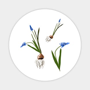 Muscari flowers Magnet